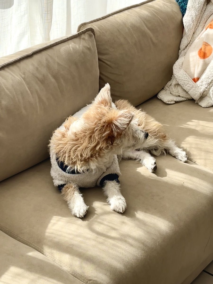 GqTAx0Etk75rGx3's tweet photo. Adopted our little furball 8 weeks ago—now he’s already mastered zoomies, stolen half my socks, and turned my couch into his favorite nap spot! Pet growth isn’t just about size, it’s about all the messy, perfect memories we make together. #PetLove #PuppyLife， https://t.co/FBo5676HQu