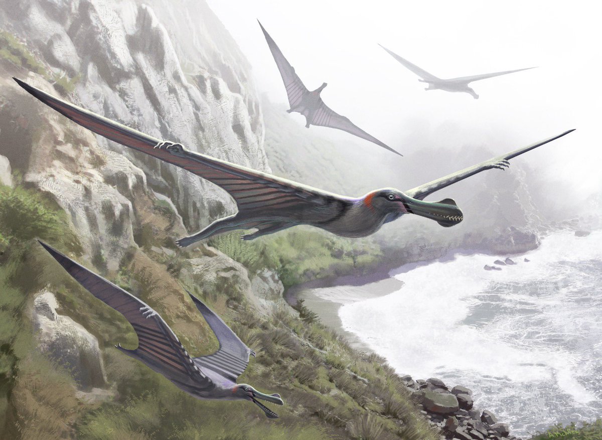muvp_eg's tweet photo. Egypt’s First Pterosaur Fossil Adds Wings to the World of Spinosaurus 

MUVP reports the first confirmed pterosaur fossil from Egypt: a >95-million-year-old wing bone from Bahariya Oasis, with an estimated wingspan of ~4 m.

DOI: https://t.co/4jpOLOwBrd

#Sallam_Lab #MUVP https://t.co/4BT5Y3srMc