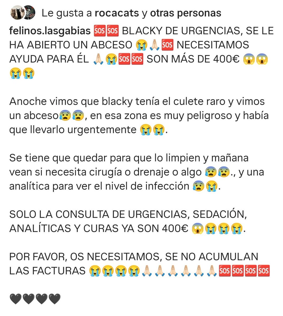 Felinos_Gabias's tweet photo. 🆘🆘 #BLACKY DE URGENCIAS, SE LE HA ABIERTO UN ABCESO 😭🙏🏻🆘 NECESITAMOS AYUDA PARA ÉL 🙏🏻😭🆘🆘 SON MÁS DE 400€ 😱😱😭😭 #ayuda #granada https://t.co/DhqXMi7fx6