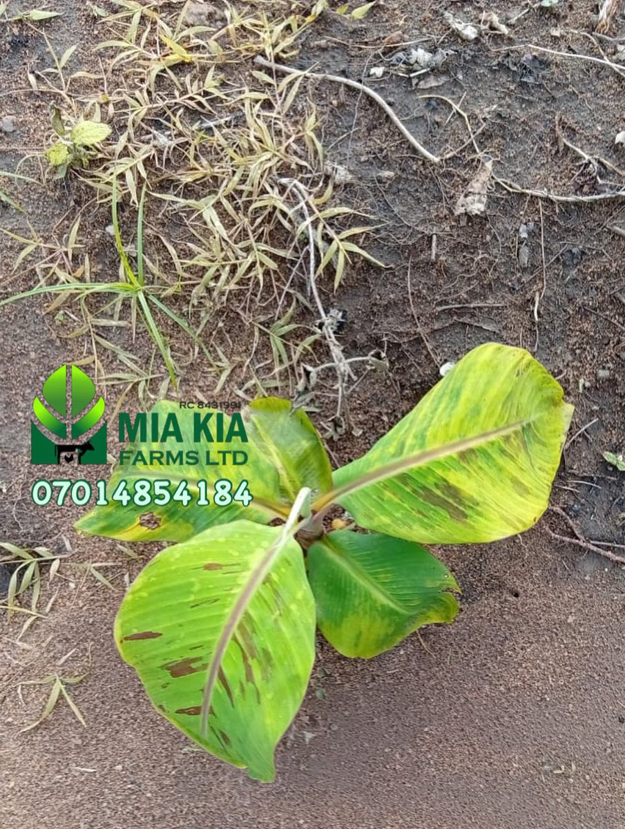 mia_farms's tweet photo. After Herbicide Application…

The work doesn’t stop after spraying. Now we monitor weed control, inspect the field, and prepare for the next stage of farm management.

Mia Kia Farms Ltd
📞 07014854184 https://t.co/ODOWsZyV3f