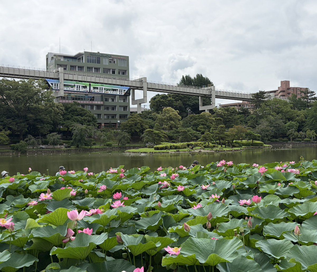akiko_89's tweet photo. 千葉公園の蓮見に行って来た😊きれいだった https://t.co/8a862WMxXv