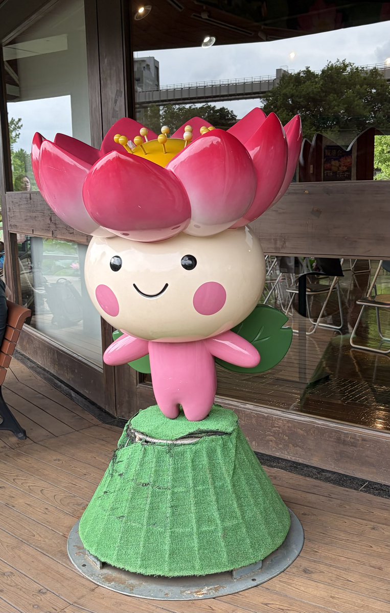 akiko_89's tweet photo. 千葉公園の蓮見に行って来た😊きれいだった https://t.co/8a862WMxXv