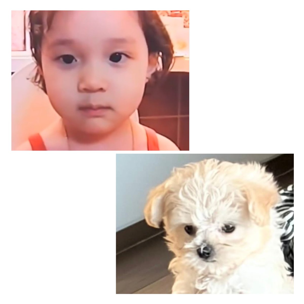 _bluustar's tweet photo. jiminie saw Ponyo ☺️🤏🏻🐶

"Of course I saw Ponyo"

"Looks exactly like her mom"

"I'm seriously not just saying this"

"If you see her in person"

"She looks even more identical"

"Is she just an adult Ponyo?"

"Ponyo Minjeong-ah"

"That kind of vibe" https://t.co/j23eDQyMjy
