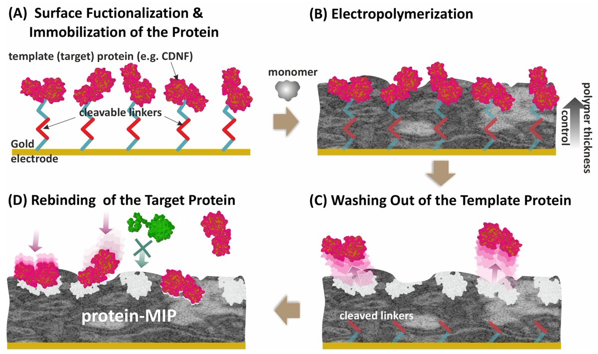 Biosensors_MDPI's tweet photo. 📣Call for Reading:

#Review

Electrochemically Synthesized MIP Sensors: Applications in Healthcare Diagnostics

By Akinrinade George Ayankojo, Jekaterina Reut, Vitali Syritski

https://t.co/zGgT2ThN8V

#biomarker #diagnosis #MIP #biosensor #POCT https://t.co/VwJGSNjU4p