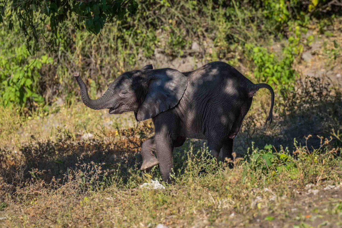 NickDale_Photo's tweet photo. African elephants stand on floodplain in sunshine
#clipoftheday #videooftheday #elephants #chobenationalpark #onsafariwithnickdale
https://t.co/sWlp9eoDQG https://t.co/pXHdxSJjFR