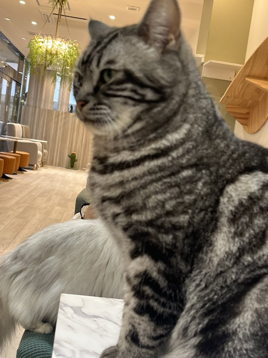 kenran_ken's tweet photo. パチンコ勝ったので仙台猫カフェ行きました https://t.co/RhfRpmfNyy