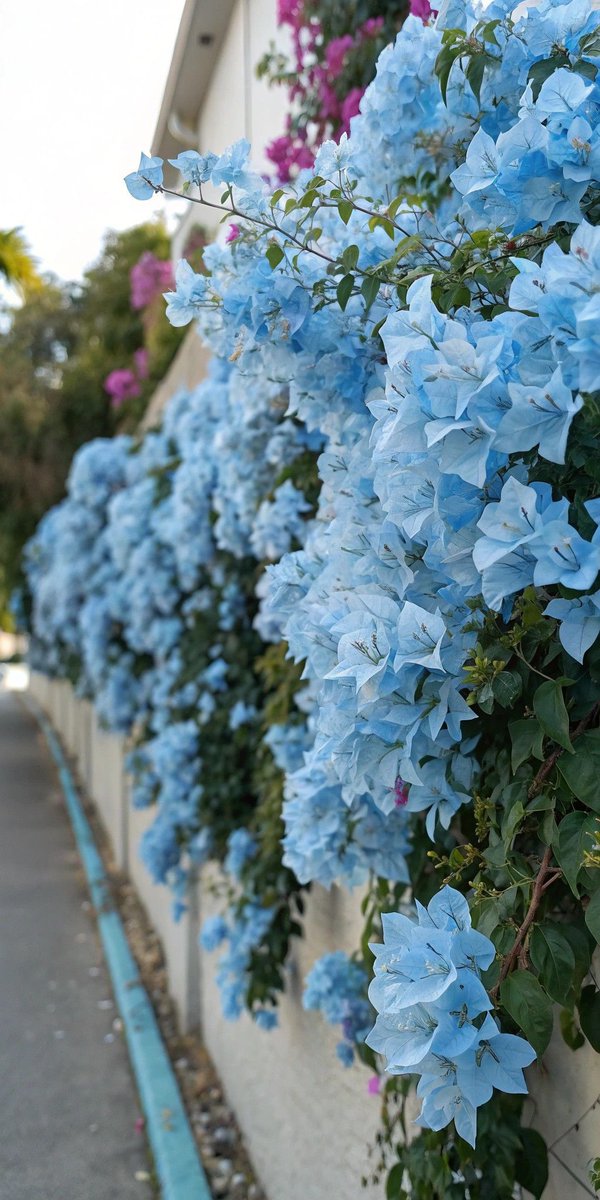 bloomele_'s tweet photo. 🩵 https://t.co/HnTBtS15rq