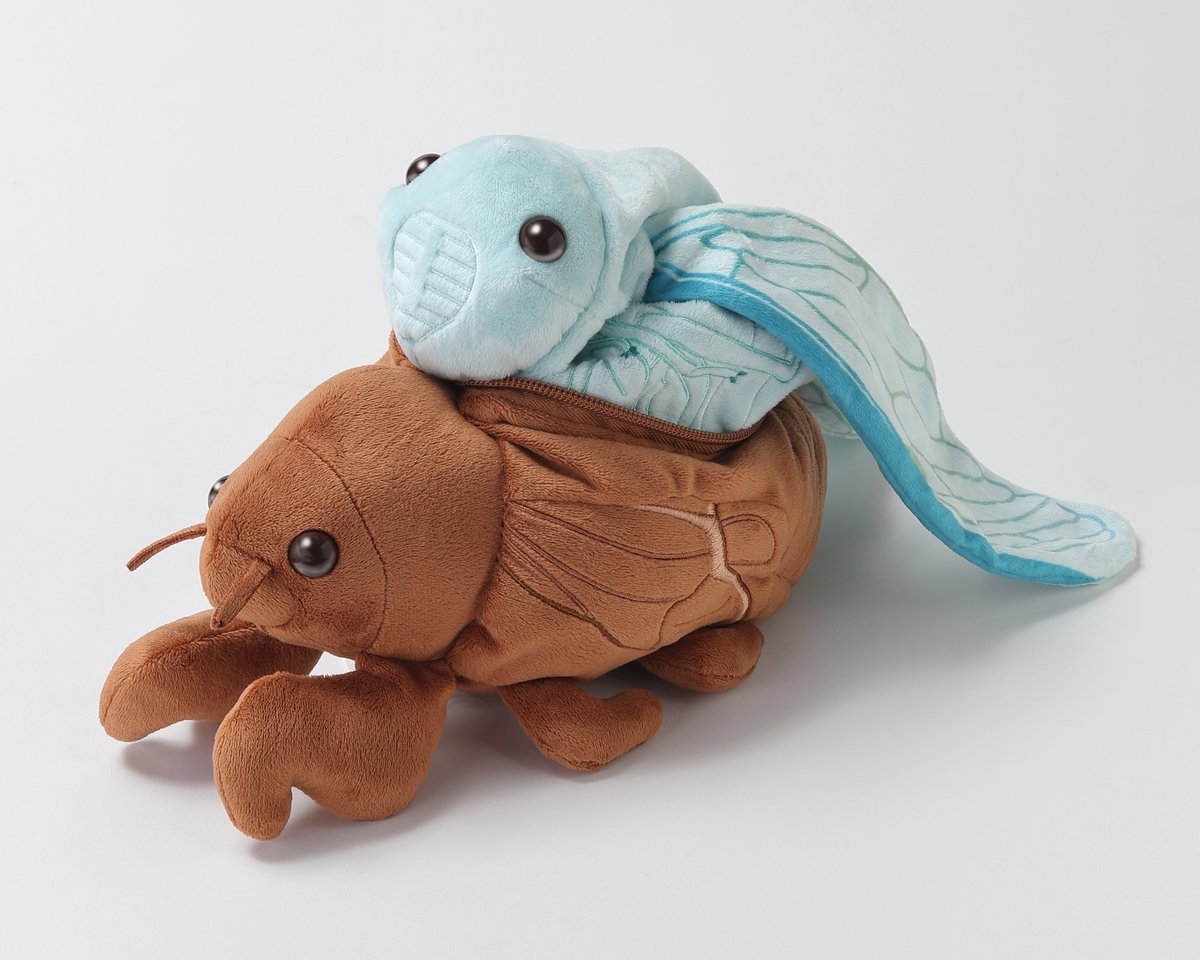 seibutuen_info's tweet photo. ＼セミの抜殻からセミ！／
セミの幼虫が羽化する！リバーシブル仕様のぬいぐるみが新登場。
羽化したての柔らかい翅や薄い体色もリアルです。
https://t.co/6RlM69kTbQ

とっても大きいサイズで存在感がすごい！
夏の子どもたちにモテモテ間違いなしの昆虫ぬいぐるみをお楽しみください。
#生物園オンラインショップ
#セミ #足立区生物園