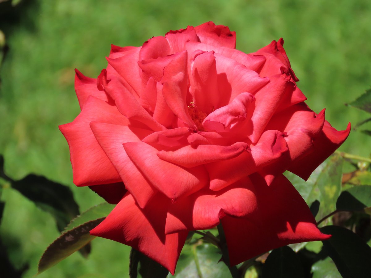 ktanimara2026's tweet photo. #FlowersOnTuesday #GardenRoseses #FlowerPhotography #AustralianWinter
Photo by borisaust at Pixabay, Australia, June 29, 2026
#GardeningTwitter #GardeningX https://t.co/IEl7w68FFp