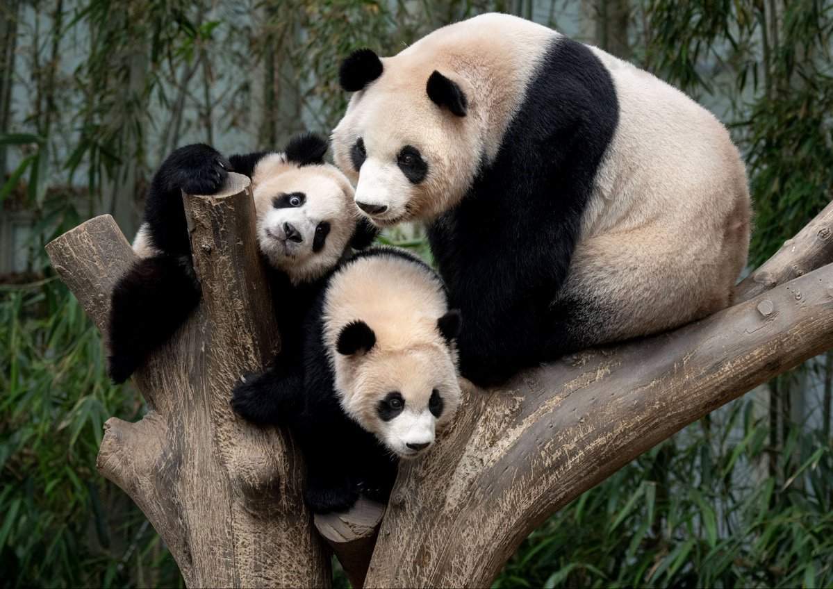 UNIVtomorrow's tweet photo. 바오패밀리 매일 볼 수 있는 거임? 나도?🐼

에버랜드 연간 이용권 주는 대외활동, 에버랜드 마케터스 합격 팁 &amp; 활동 후기
https://t.co/kExE5PFbOJ https://t.co/oVVbPEROqo