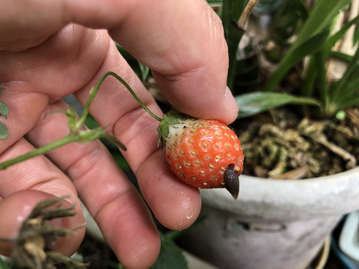 k2mine's tweet photo. イチゴ🍓の実が赤くなってきました。これで3つ目。
で、尻尾出してる茶色いヒトは誰？💦
前に収穫したのも穴が空いてたのですが、犯人はコイツか！
#ウクレレ園芸部 #ウクレレ雑草部 https://t.co/gSkSBPIJxj