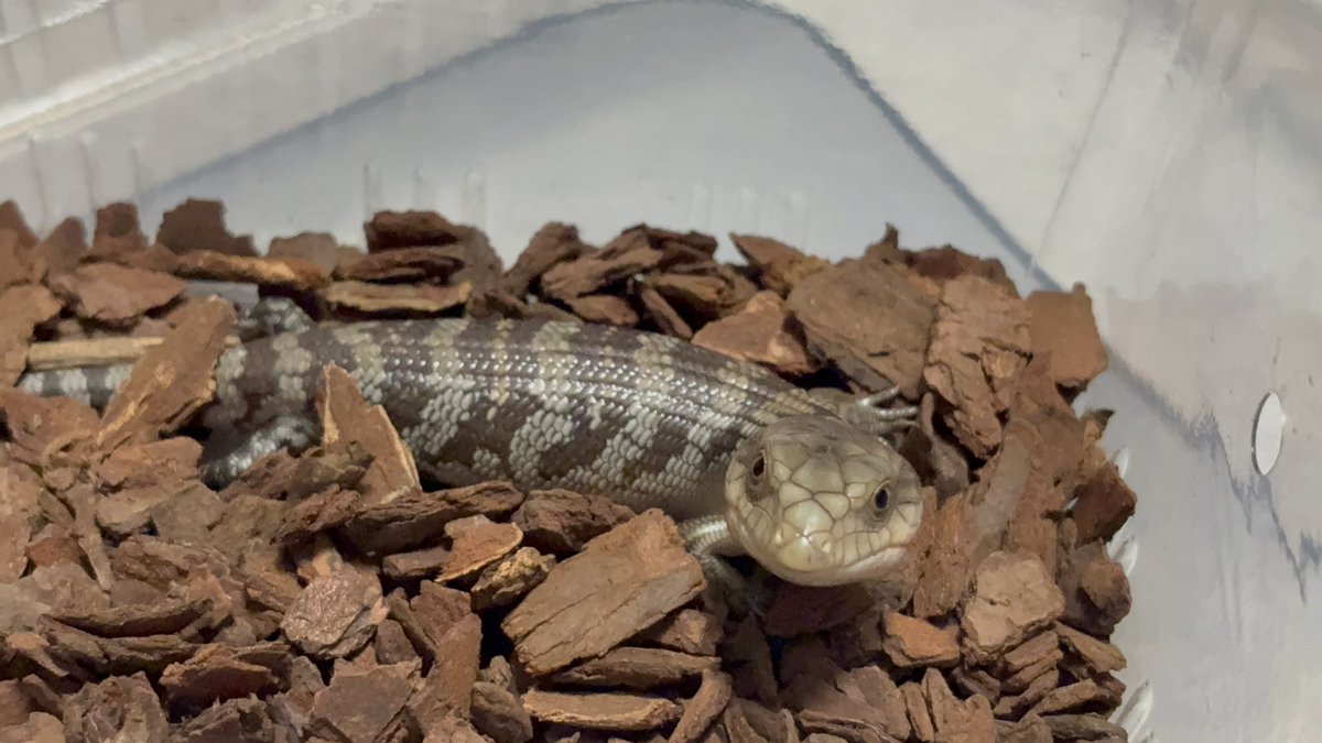 Reptiles_gp's tweet photo. 密かにお迎えしてた、キメラアオジタトカゲのからすみちゃん🦎 https://t.co/ChGvPPAA8K