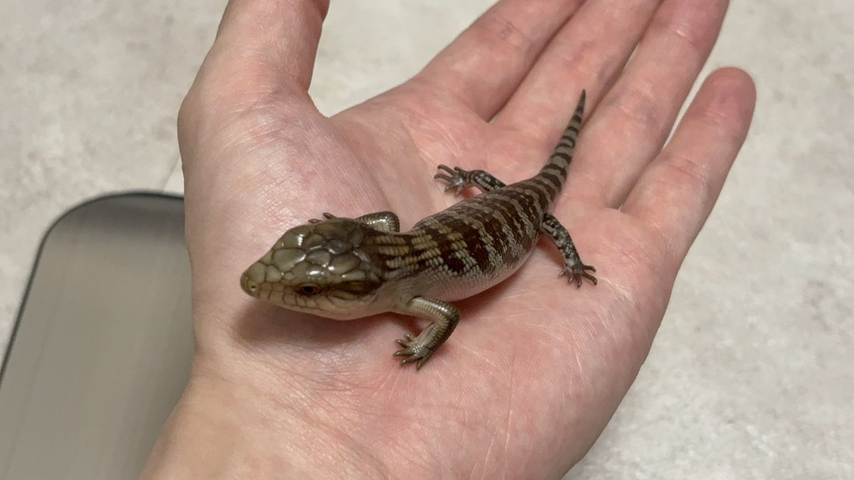 Reptiles_gp's tweet photo. 密かにお迎えしてた、キメラアオジタトカゲのからすみちゃん🦎 https://t.co/ChGvPPAA8K