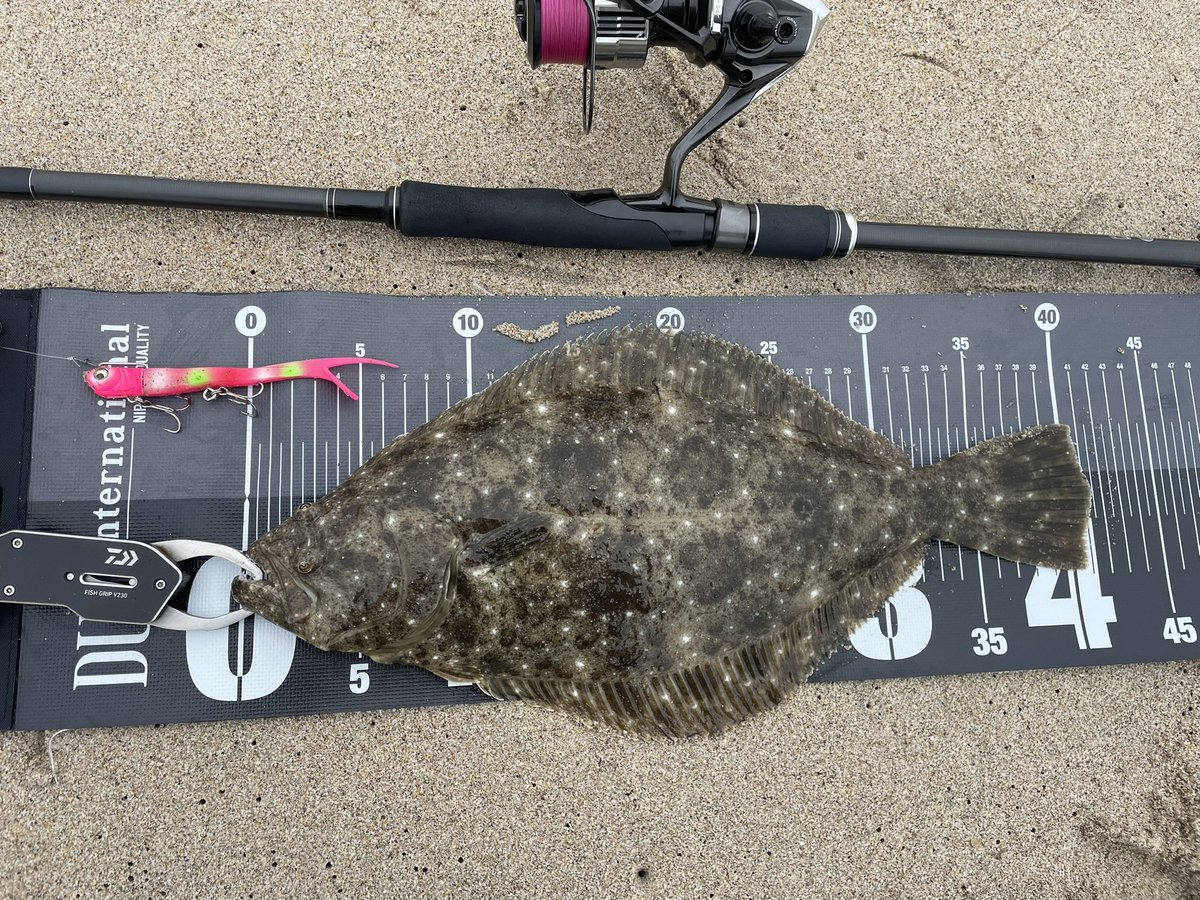 BB47OSP's tweet photo. ワールドカップ観ずに海来て良かった🙌
同じ離岸流からまさかの4連発！！
魚寄ってればサーフってこんなにも楽しい釣りなのね🎣笑 https://t.co/OymeWIApvO