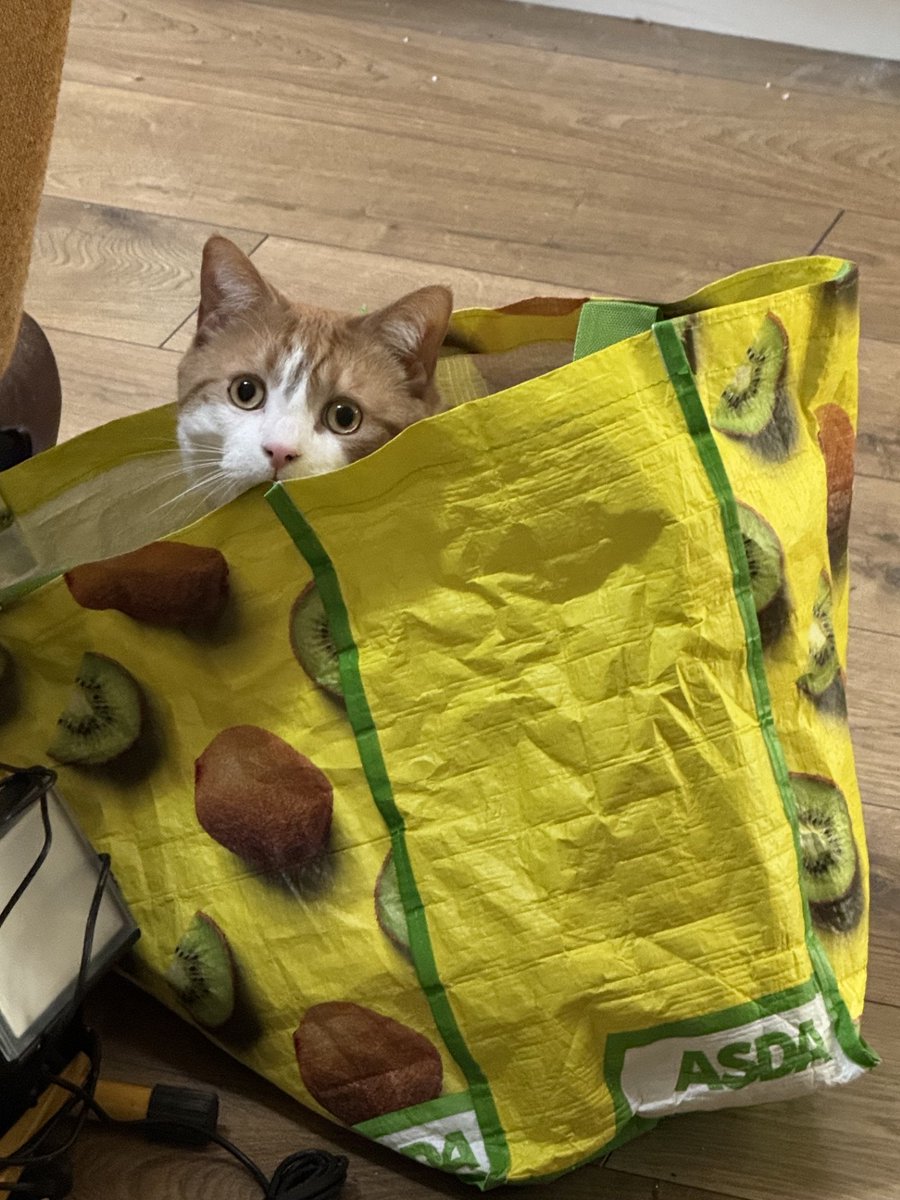 H2RScotland's tweet photo. Vincent is a beautiful 5 year old male cat. He is looking for a new home through no fault of his own.
Vincent hasn't lived with other animals or young children before so we don't know how he would be.
He would be best as the only pet. Older kids  who are calm, from 13+ would be okay.
Vincent is neutered and healthy with no medical issues.
He is a sensitive and affectionate cat and likes a peaceful home.
Vincent enjoys gentle strokes and once settled, enjoys being brushed.
He is an indoor cat at the moment, however would thrive with access to the outdoors.
Vincent will come with his carry box, scratch tree and sleeping blankets.
He has a lot of love to give and will be a perfect companion for someone or a couple.
For anymore information please email info@help2rehome.com
