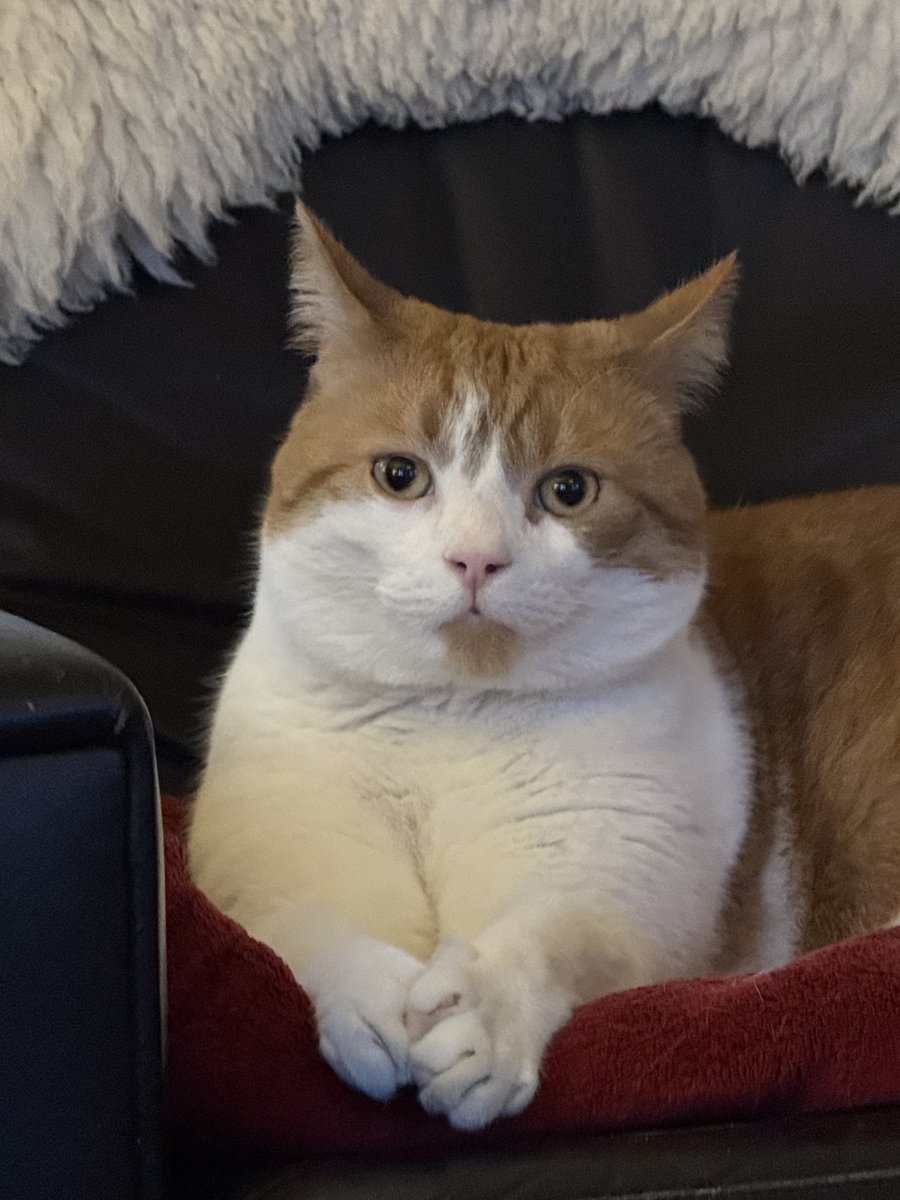 H2RScotland's tweet photo. Vincent is a beautiful 5 year old male cat. He is looking for a new home through no fault of his own.
Vincent hasn't lived with other animals or young children before so we don't know how he would be.
He would be best as the only pet. Older kids  who are calm, from 13+ would be okay.
Vincent is neutered and healthy with no medical issues.
He is a sensitive and affectionate cat and likes a peaceful home.
Vincent enjoys gentle strokes and once settled, enjoys being brushed.
He is an indoor cat at the moment, however would thrive with access to the outdoors.
Vincent will come with his carry box, scratch tree and sleeping blankets.
He has a lot of love to give and will be a perfect companion for someone or a couple.
For anymore information please email info@help2rehome.com