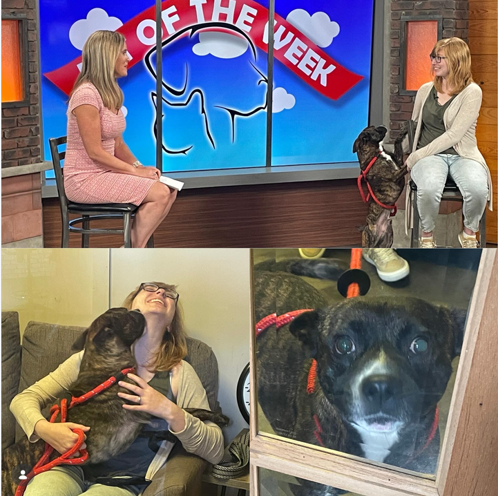 wdefnews12's tweet photo. #AdoptDontShop - #PetOfTheWeek is Popeye who’s been at Humane Educational Society since February. 4 years old, 37 lbs. Cuddly and active, looking for long walks, treats, playing fetch and belly rubs.
https://t.co/YERNyIVCc1 https://t.co/PMVJ2qKk1y
