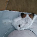 Photo by 🐶ﾐﾙﾌｨ😺ｵﾑ🐶ﾊﾟﾋﾟｰのﾏﾐｨ(いいね！が消えちゃう) (@miruchinon)