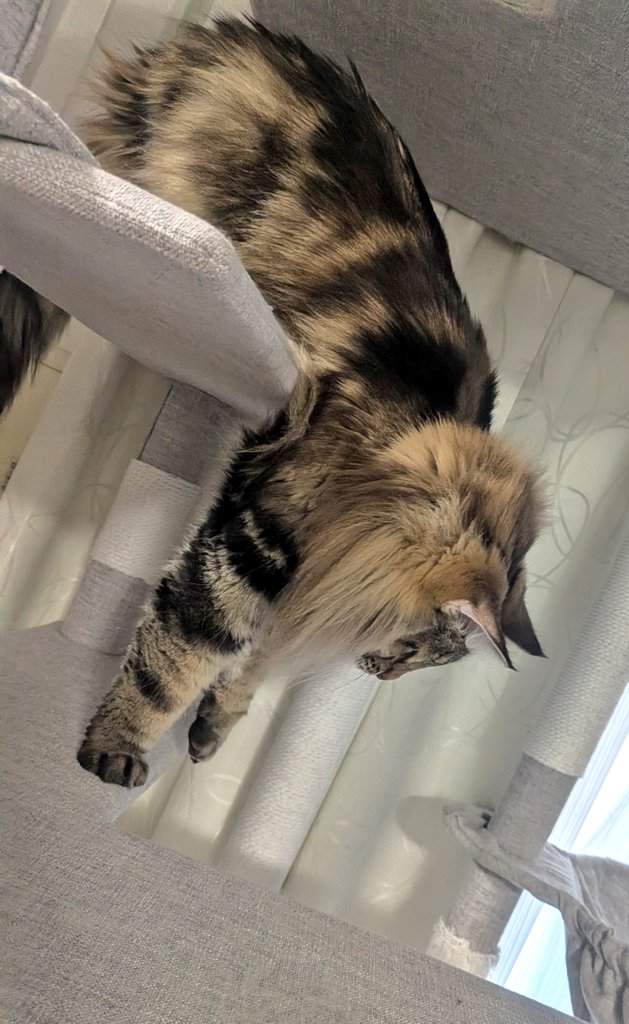 solvandgull's tweet photo. のびのびグルくんです😺 https://t.co/cmgn5lhwZW