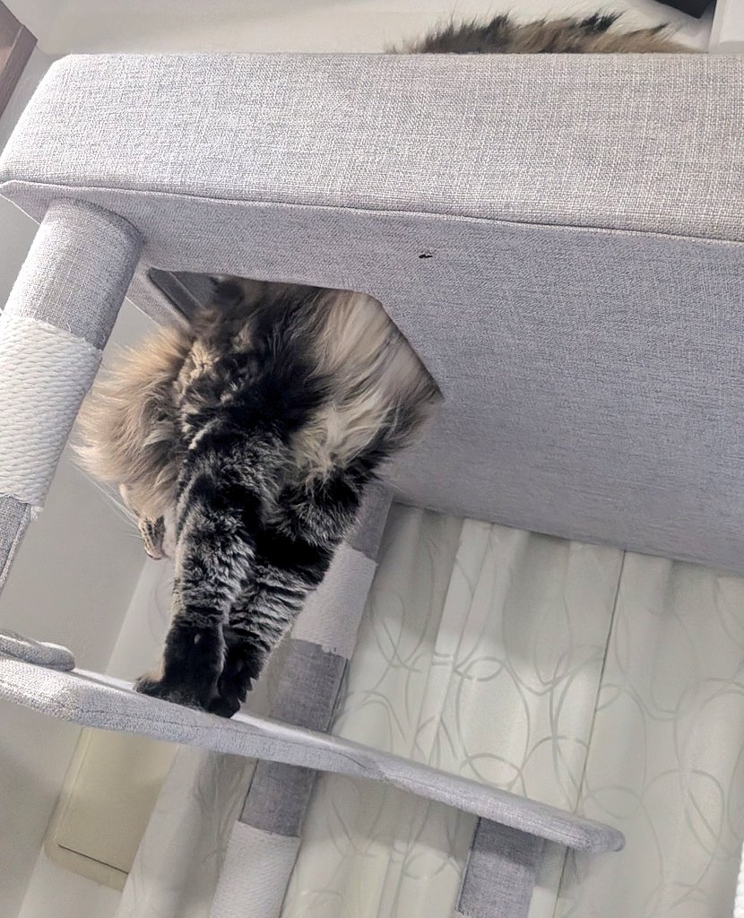 solvandgull's tweet photo. のびのびグルくんです😺 https://t.co/cmgn5lhwZW