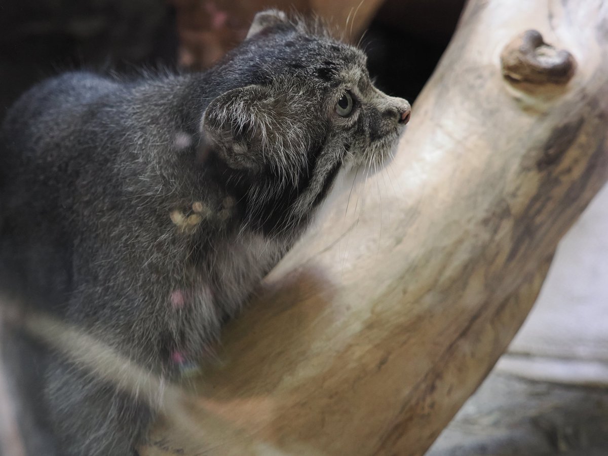 ponsemu's tweet photo. 2026.06.30.上野動物園。

マヌルネコ、クリョン。

クリョンは整った顔立ちで、いいんだが、やはり癖ある面構えに会いたくなる。 https://t.co/dOB3e9iRk8