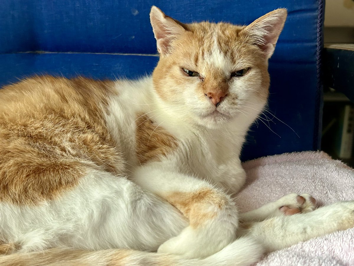 Roku89's tweet photo. チャーの寝起きの顔

#猫
#チャー https://t.co/uLLtajGLxH