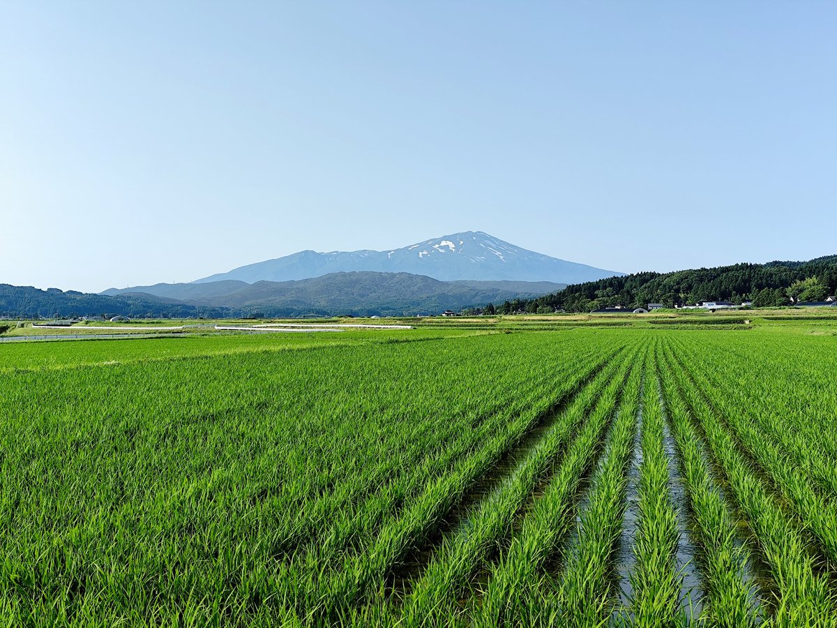 CHAPECHAKO's tweet photo. 2026.06.30. 17:03
酒田市松山地区にて撮影
「緑のジュータンと #鳥海山 」 https://t.co/Sj9n75FvBg