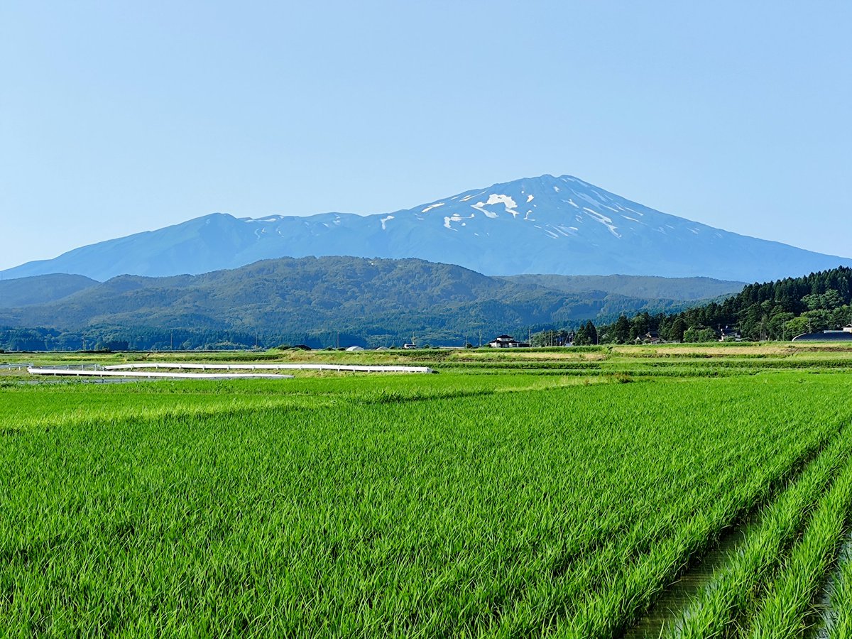 CHAPECHAKO's tweet photo. 2026.06.30. 17:03
酒田市松山地区にて撮影
「緑のジュータンと #鳥海山 」 https://t.co/Sj9n75FvBg