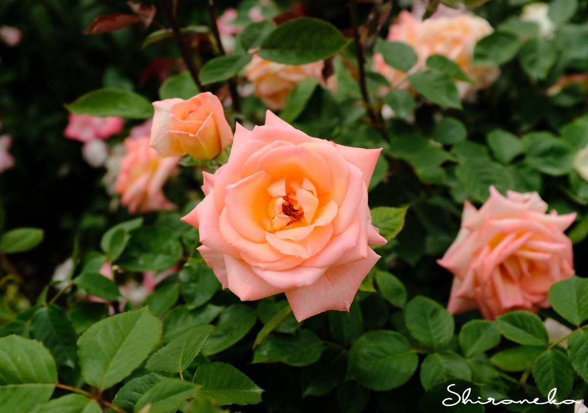 一本木公園で… 薔薇～サマー・ドリーム #ばら #バラ #Roses