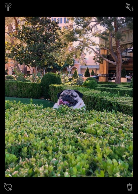 aba_ranks's tweet photo. Rabbit walk Rabbit, returned. Strolling through a sea of flowers captures the gentle flow of time. The blooming flowers witness each passing moment, leaving behind warm and beautiful traces in every second. https://t.co/zrEWcgxDrL