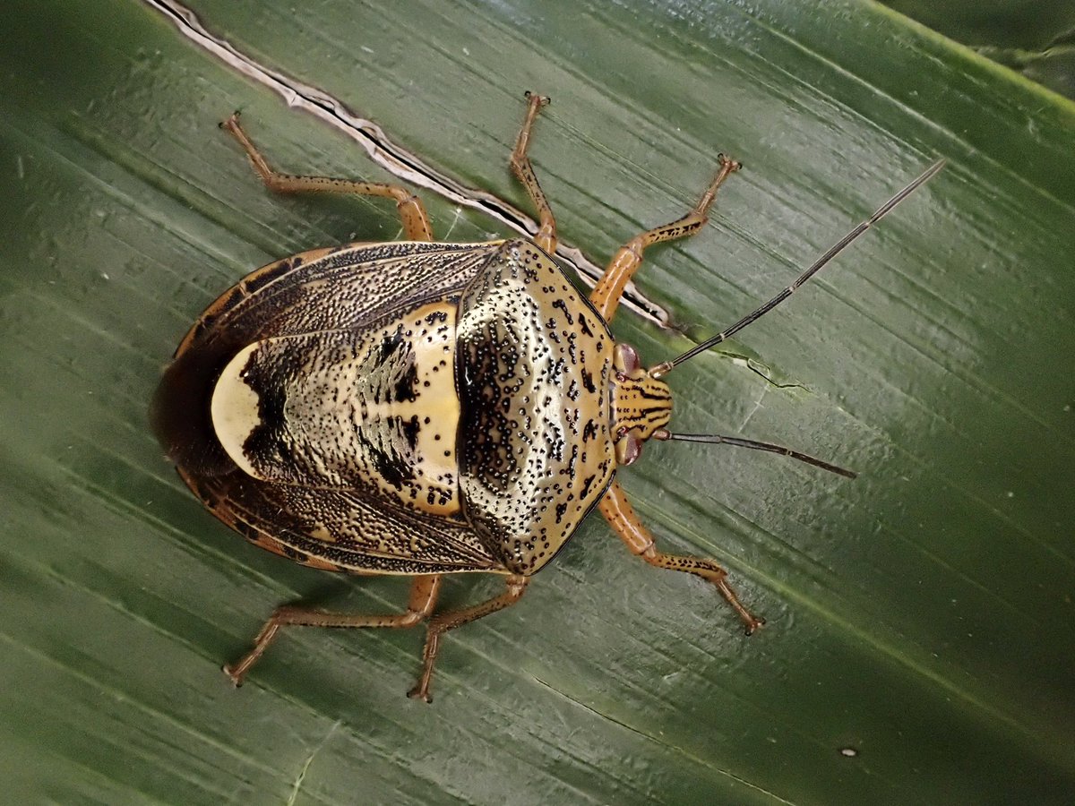 Coptosoma's tweet photo. 外観と寄主植物に熱帯感がありお気に入り、今の季節は実から簡単に採れるのでお得 https://t.co/xDqT37crZc
