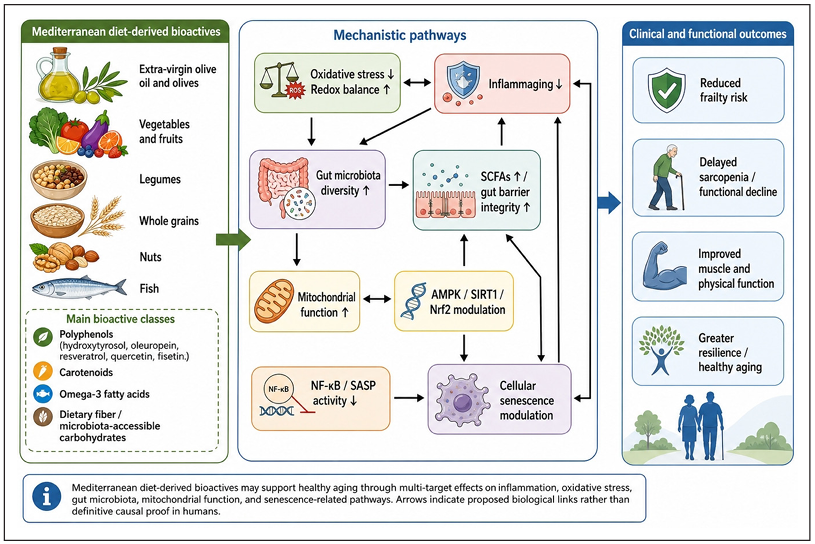 APTjournalOA's tweet photo. 📢Published Online 📷Open Access!!     
REVIWE—Senotherapeutic potential of Mediterranean diet-derived bioactives in healthy aging and frailty
URL:  https://t.co/xRju8JGOeN https://t.co/7iuvdWmWZE