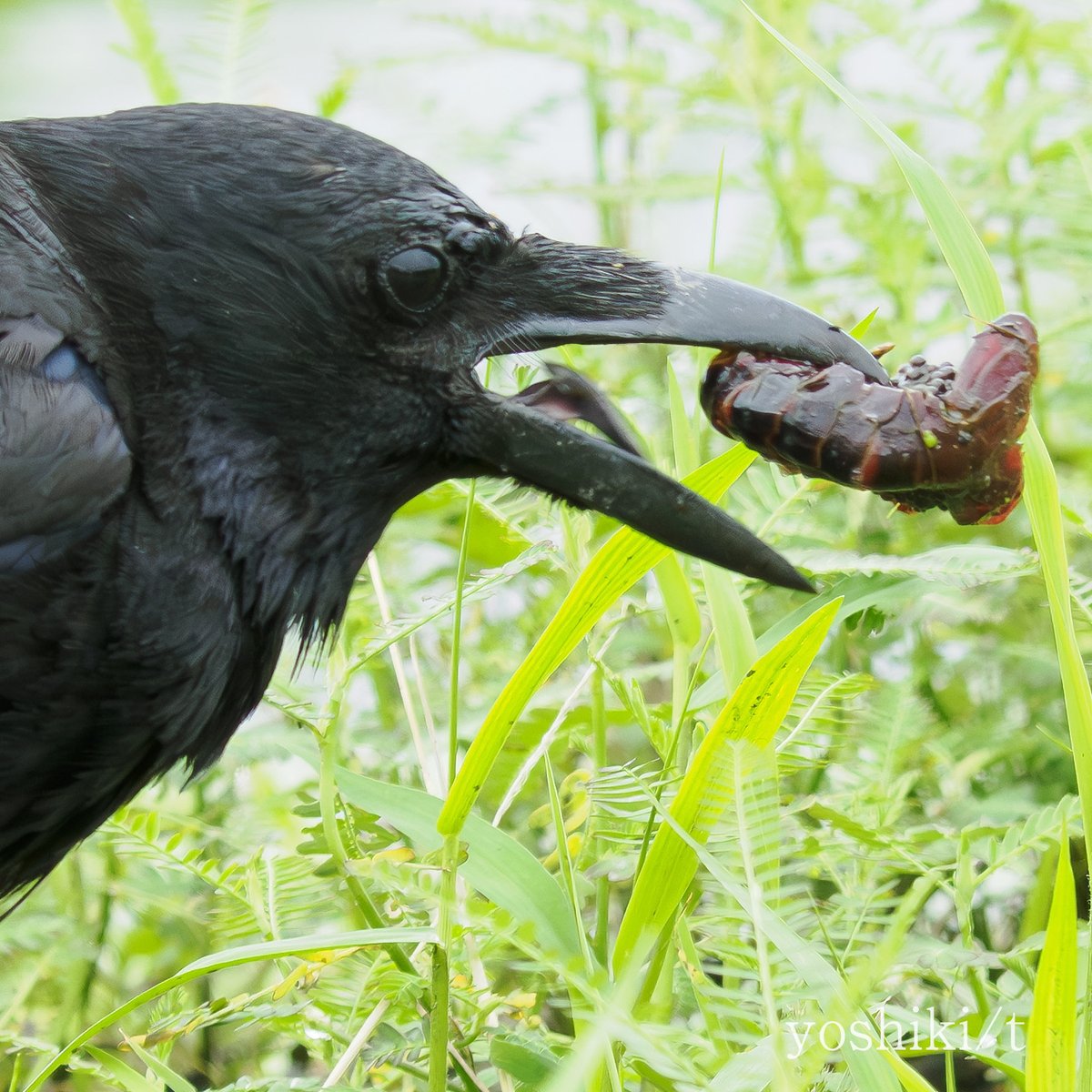 yoshiki62603307's tweet photo. 鳥界ではザリガニ食がブームのようです😋
#ハシボソガラス #野鳥 https://t.co/TkNPM8QYvn