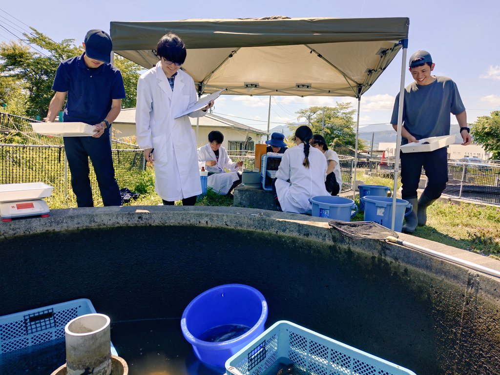 shagi1983's tweet photo. 炎天下での計測作業のために日よけテントを導入しました。私の私物だけど。
私は池内で魚すくい&amp;麻酔担当 https://t.co/l1wfjrEd1m