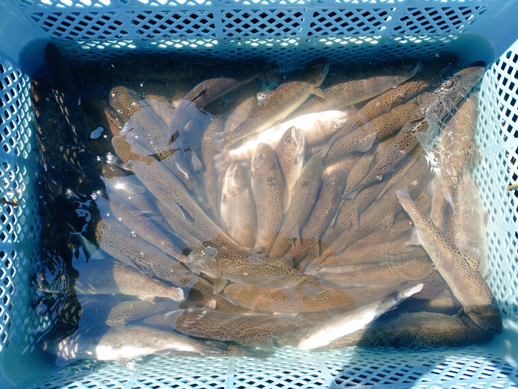 shagi1983's tweet photo. 炎天下での計測作業のために日よけテントを導入しました。私の私物だけど。
私は池内で魚すくい&amp;麻酔担当 https://t.co/l1wfjrEd1m