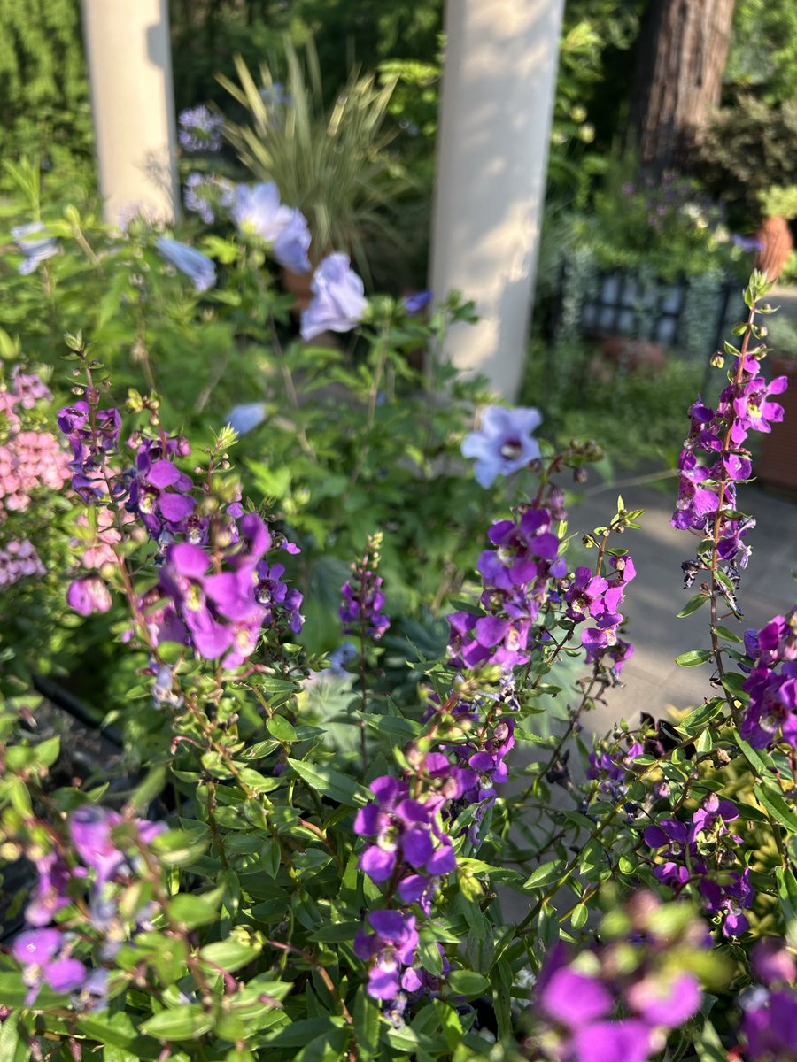 flariegarden's tweet photo. 「風鈴🎐はじめました」

初夏の気配がしてきたフラリエです。風鈴の音色と花々の爽やかな色が、一足早く夏をつれてきてくれました。

今年もお手柔らかにお願いします🤲
#ﾌﾗﾘｴ #チョウマメ　#アガパンサス　#ムクゲ https://t.co/mtY7Ui3N2j