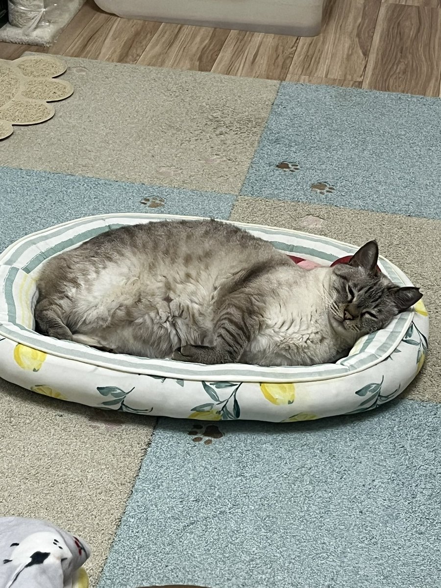 minervastraycat's tweet photo. 無印クッション洗って乾かし中のため
手持ち無沙汰な猫さん https://t.co/CcUn2yncrv