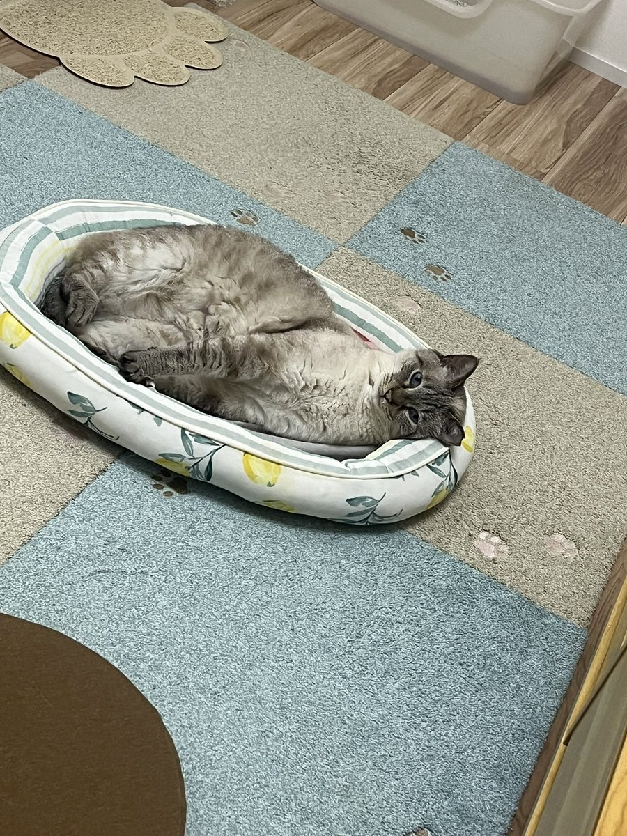 minervastraycat's tweet photo. 無印クッション洗って乾かし中のため
手持ち無沙汰な猫さん https://t.co/CcUn2yncrv