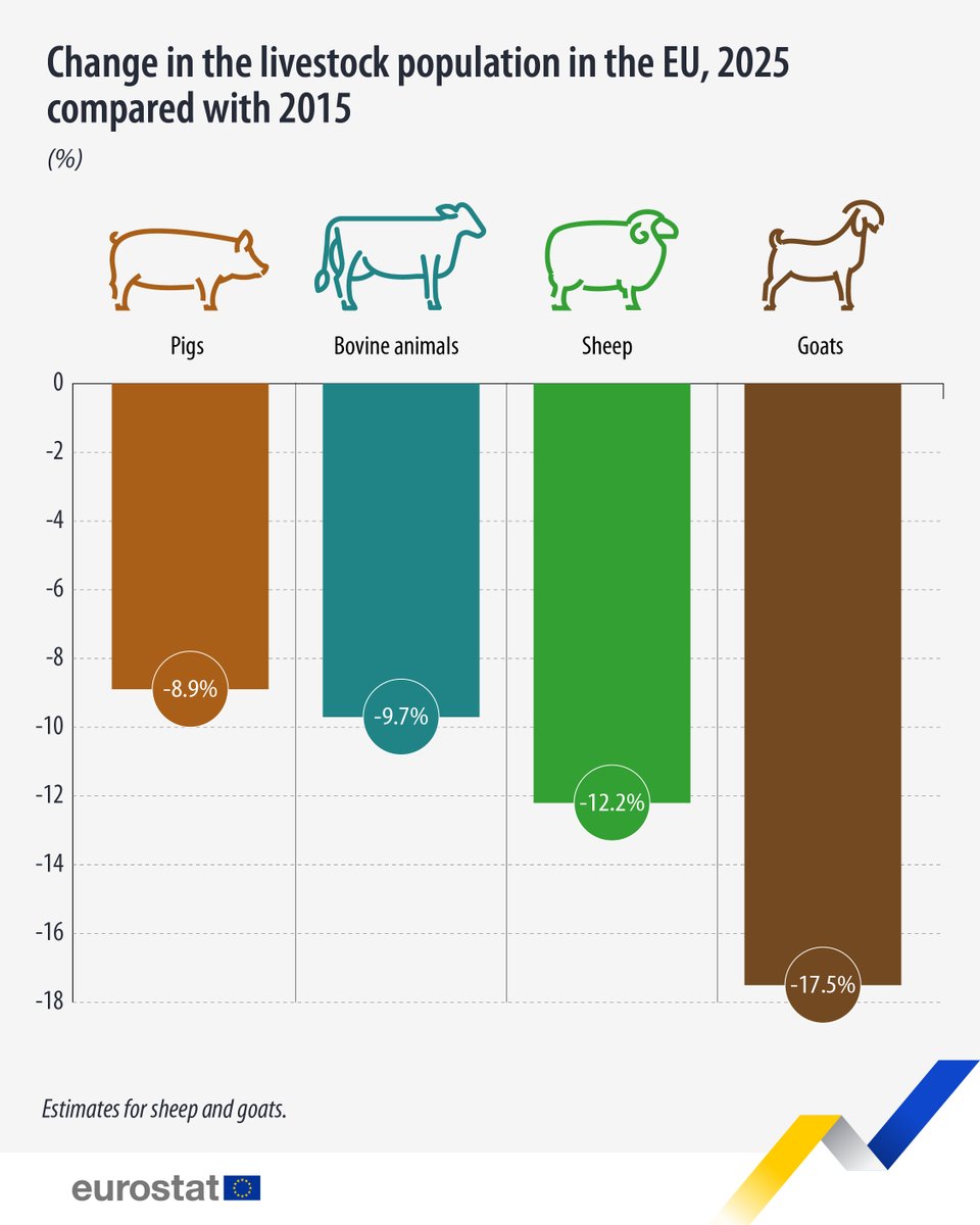 EU_Eurostat's tweet photo. In 2025, the EU had 131.5 million pigs, 71.6 million bovine animals, 55.3 million sheep and 10.2 million goats. 🐑🐄

📉Compared with 2015, pig numbers were 8.9% lower in 2025, bovine animals 9.7% lower, sheep 12.2% lower and goats 17.5% lower.

Read more👉https://t.co/R5P6B7kcO9 https://t.co/8n6IEVT0jS
