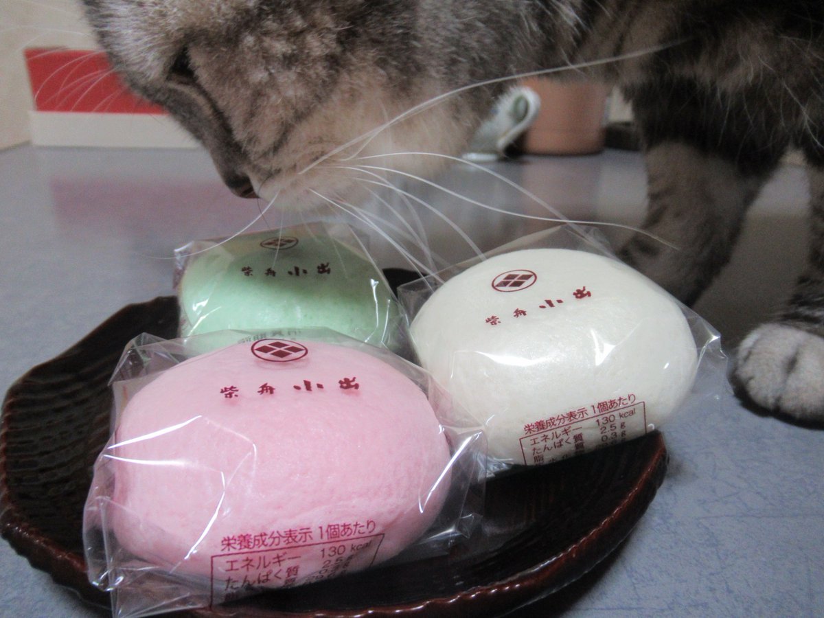 Tailofthecat3's tweet photo. 今年の氷室の日にすみれ嬢😺がいないので
寂しいですね
食べるわけではないけど
何だろ？って顔で見にきてたのが懐かしい😊
2枚目は口をカポッてしてるだけで食べていません😅
こうしてみると毎年違うお店のお饅頭を食べてますね、ワタシ😆

#すみれ思い出写真　#氷室饅頭　#猫 https://t.co/jbAgWFlIec