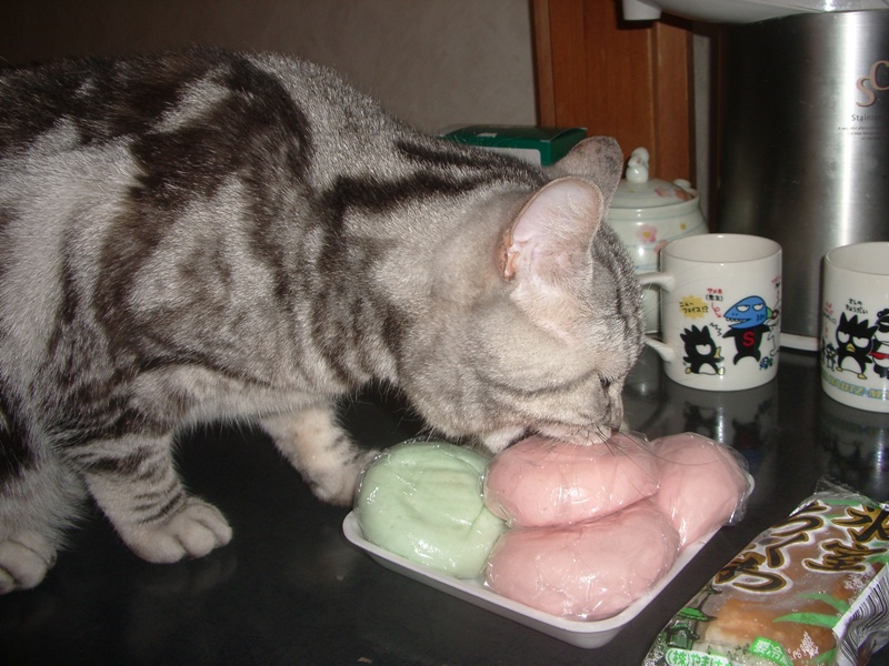 Tailofthecat3's tweet photo. 今年の氷室の日にすみれ嬢😺がいないので
寂しいですね
食べるわけではないけど
何だろ？って顔で見にきてたのが懐かしい😊
2枚目は口をカポッてしてるだけで食べていません😅
こうしてみると毎年違うお店のお饅頭を食べてますね、ワタシ😆

#すみれ思い出写真　#氷室饅頭　#猫 https://t.co/jbAgWFlIec