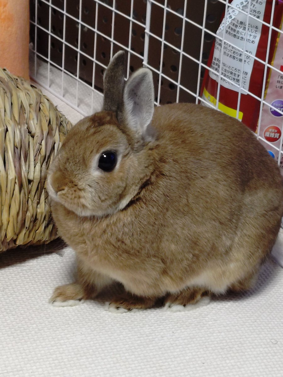 ieLa5BtTiGhuvWP's tweet photo. デブってるかわいい🥰 https://t.co/VgWqLJrZUt