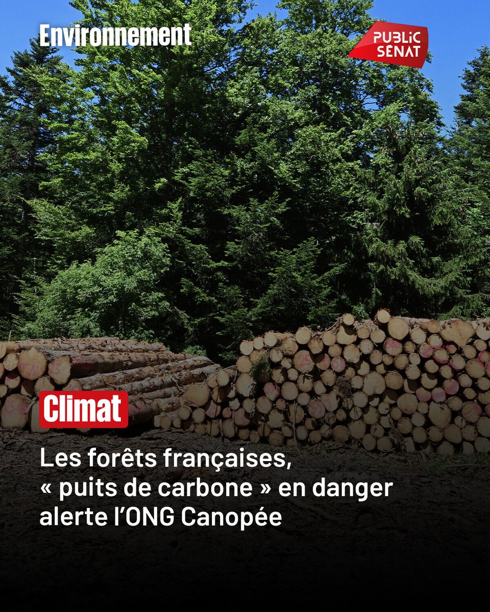 publicsenat's tweet photo. Dans un rapport publié le 29 juin, l'association de protection des forêts Canopée pointe la réduction de la surface des forêts françaises, puits de carbone qui compensent les émissions de CO2, et indispensables à l'objectif de neutralité carbone à horizon 2050.

➡️ https://t.co/awKfFdQpON