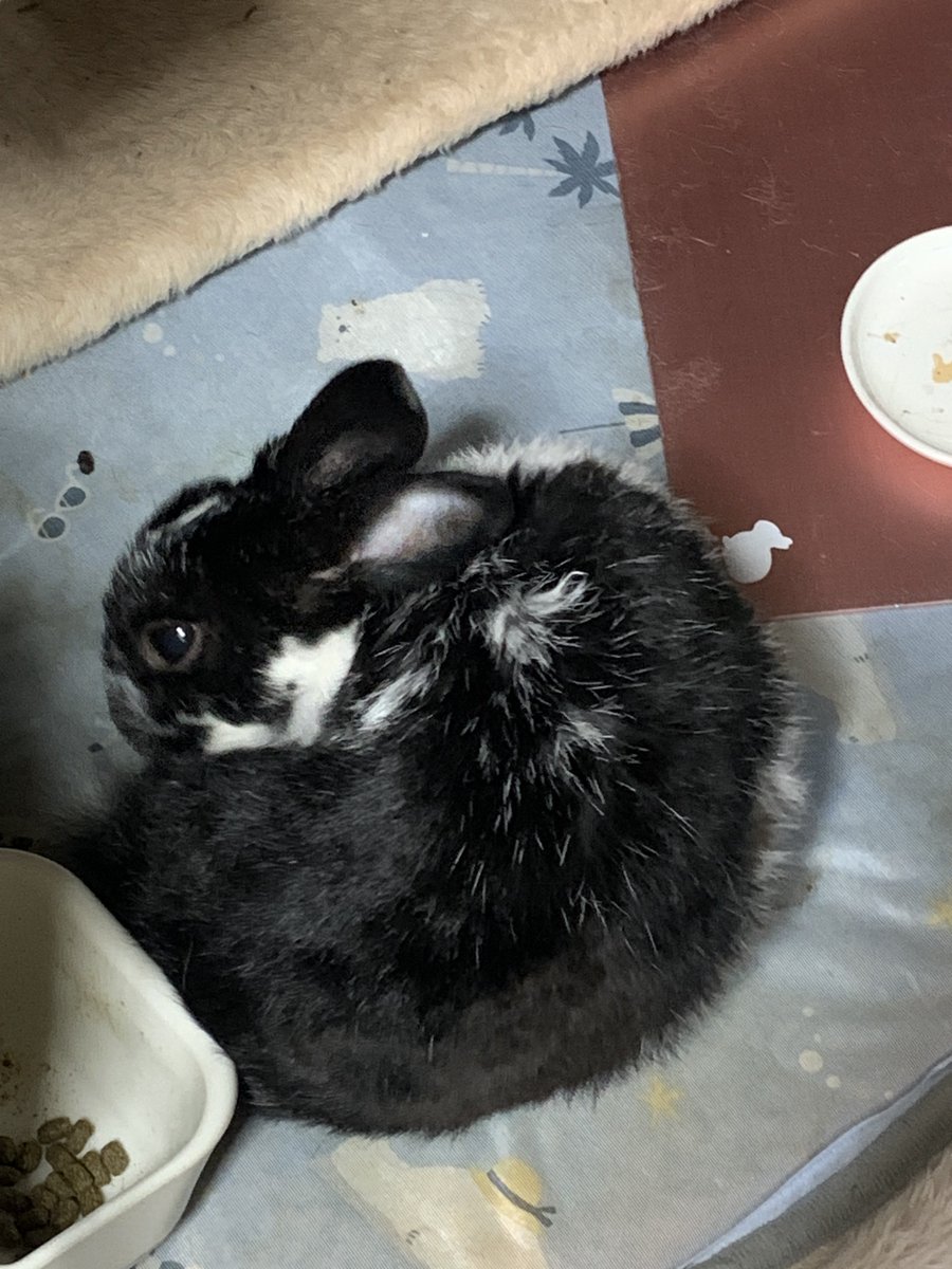 kenkenlip7's tweet photo. おけつ乗ってる折りたたみ式うさぎ

#うさぎ
#ミックスうさぎ https://t.co/OLyJEkRPfJ