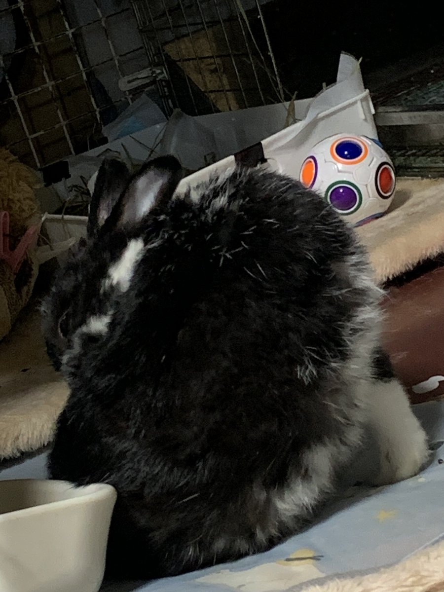 kenkenlip7's tweet photo. おけつ乗ってる折りたたみ式うさぎ

#うさぎ
#ミックスうさぎ https://t.co/OLyJEkRPfJ