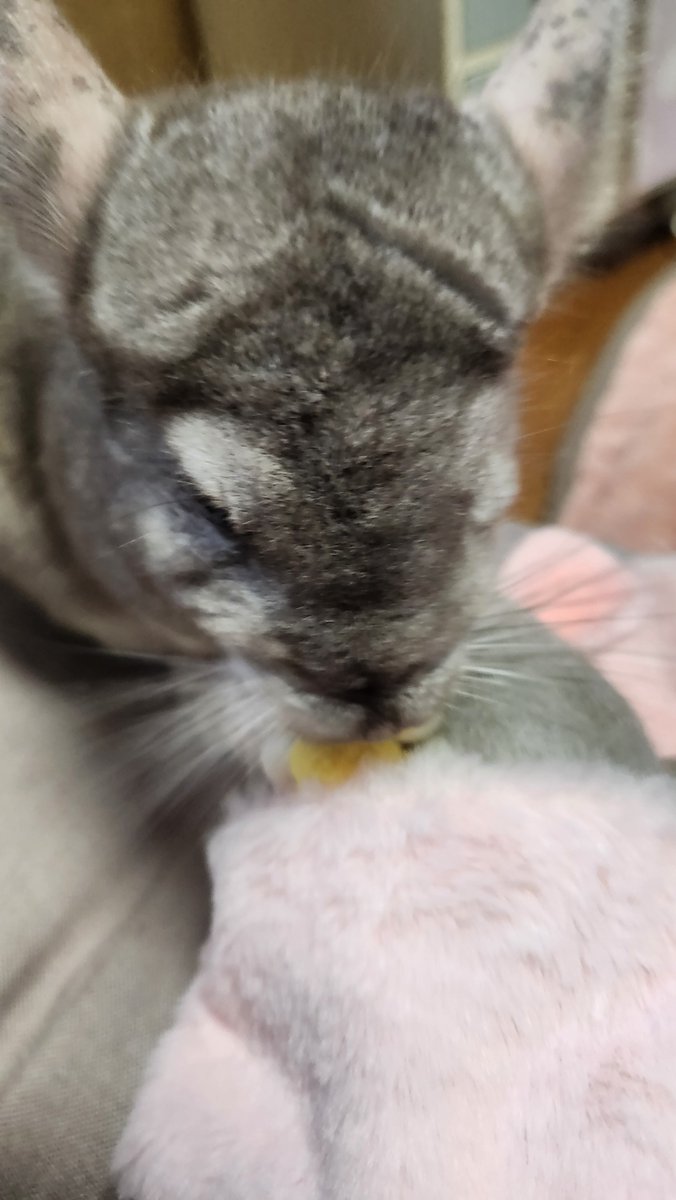 stella_timo's tweet photo. なつはちふれんずさん(@natsuhachi_fs)でオーダーさせていただいた親子おやすみチンチラちゃんが我が家に来ました😊
うちの子と同じシナモンカラーでベビチラちゃんは黄色のおぱんつ💛
気持ちよさそうに寝てるから邪魔しちゃダメだよ🤫 https://t.co/lJcIuQDcfr