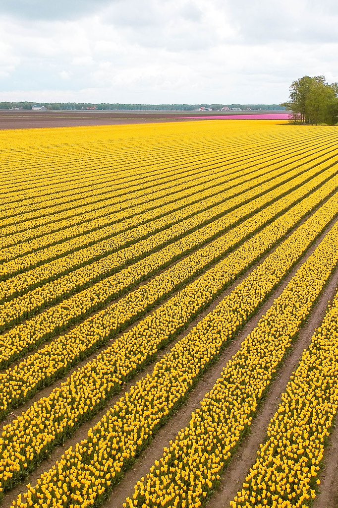 _Naturaee's tweet photo. tulip gardens, Netherlands https://t.co/HEbqvX9gnY