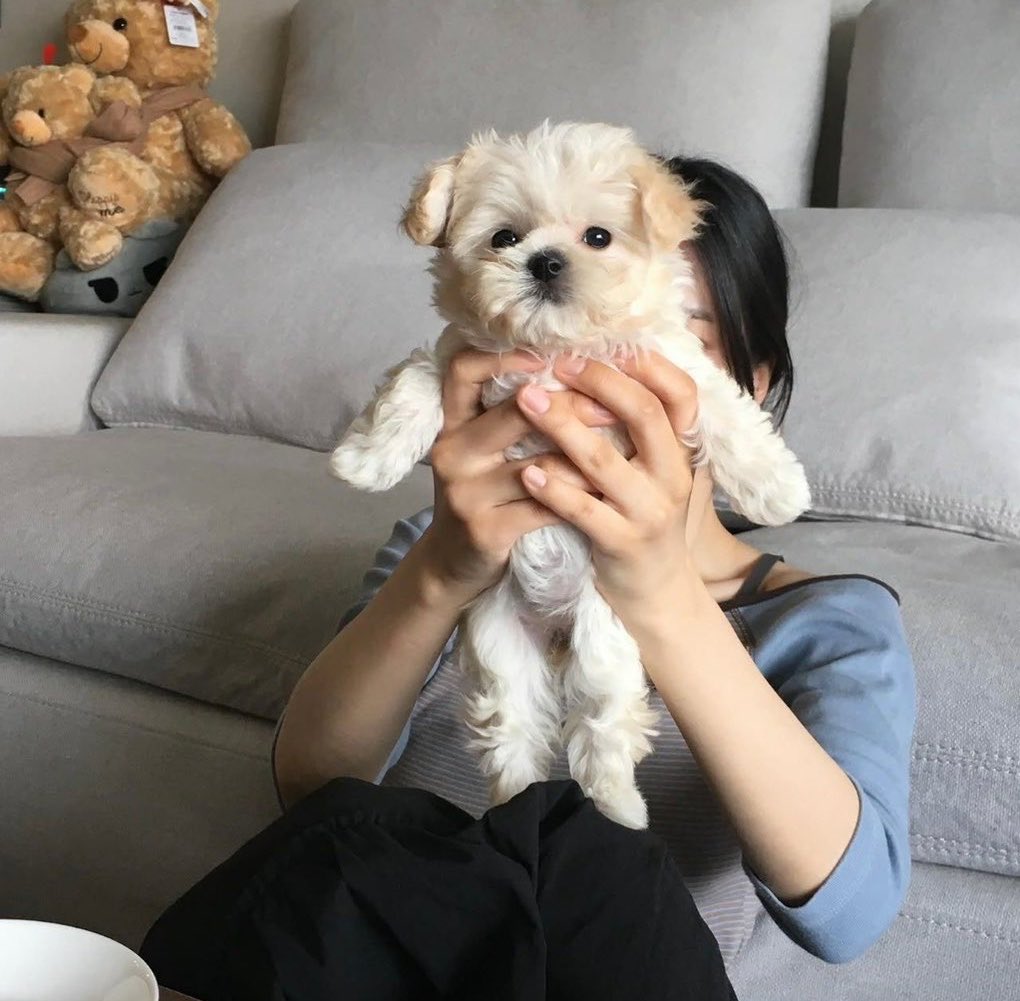 synkbone's tweet photo. the karina plushies….. jiminjeong live in the same dorm fr….. https://t.co/eUA6H7XrIe
