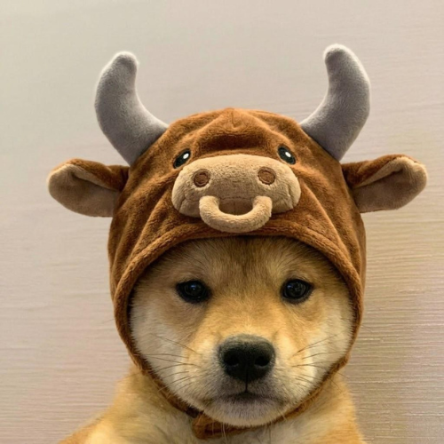 ninesnotfun's tweet photo. Surprisingly no one thought of this

dogwifbull makes most sense, its $wif + $ansem

$bull also is too clean https://t.co/M1p8n2yf5b