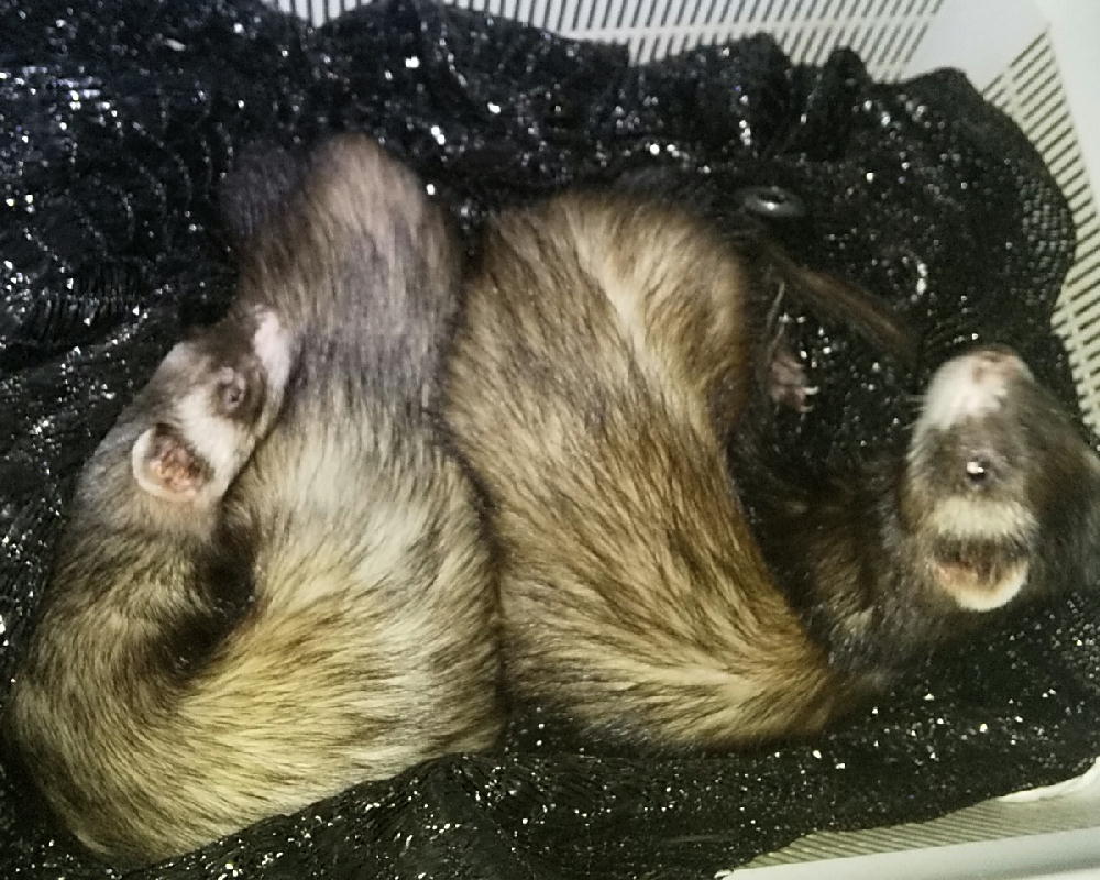 itokickn29's tweet photo. 普段は別々に寝るのに珍しく二人一緒に💤
猫団子のようになかなか黒イタチ団子とはいかず🦦

#フェレット
 #つイタチだしイタチの画像あげていこうぜ https://t.co/zUvumR2omF